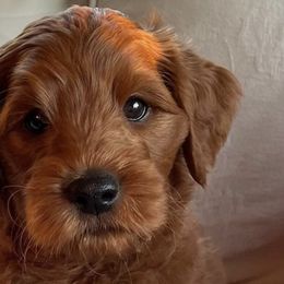 Goldendoodles from Josie’s Doodles