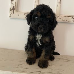 Aston - Black and tan male Havapoo puppy in Dothan, Alabama from Leo’s Teddy Bear doodles