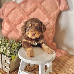 Rosie - Chocolate female Assorted Doodle Crosses puppy in Randolph, Utah from Dry Canyon Pups