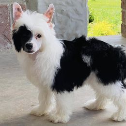 Chinese Crested Puppies from DeBahTrio Chinese Cresteds