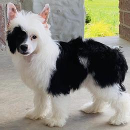 Chinese Crested Puppies from DeBahTrio Chinese Cresteds