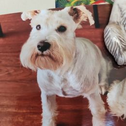 PAWDRICK - Miniature Schnauzer