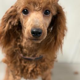 Bodhi - Poodle