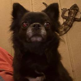 Mindy - Chihuahua