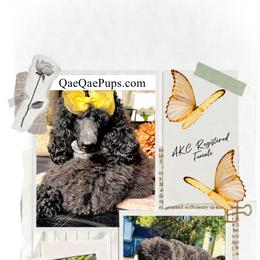 Bo - Poodle