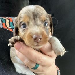 Tamarin - Piebald male Dachshund puppy in Bigfork, Minnesota from Dachshunds Up North
