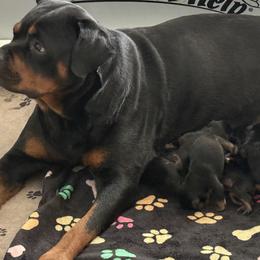 Girl 2 - Black and tan female Rottweiler puppy in Newfoundland, Pennsylvania from Poconopaws