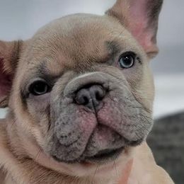 French Bulldogs from South Hill Frenchies