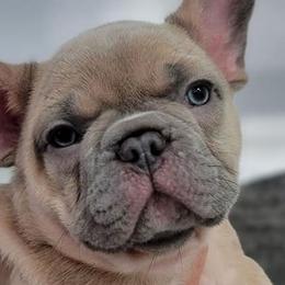 French Bulldogs from South Hill Frenchies