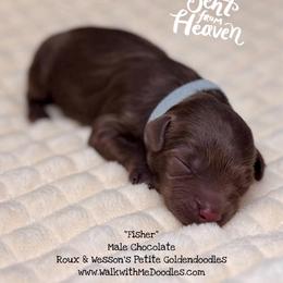 Fisher - Red  male Goldendoodle puppy in Orange, Texas from Walk with Me Doodles