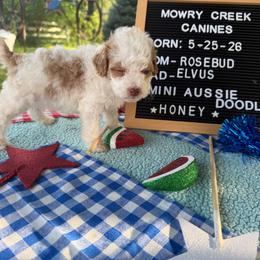 Honey - Apricot female Aussiedoodle puppy in Hopkins, Missouri from Mowry Creek Mini Aussiedoodles and More