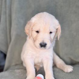 Girl 5 - Coral-Red - Light golden female Golden Retriever puppy in Mc Minnville, Tennessee from Wishaw Whisky Golden Retrievers