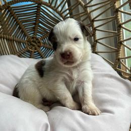 Spot - Red tri-color male Australian Shepherd puppy in Grants Pass, Oregon from Carmel Mountain Aussies