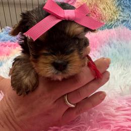 Red girl - Blue and gold female Yorkshire Terrier puppy in Milton, Florida from Sassenach Yorkie Kennels
