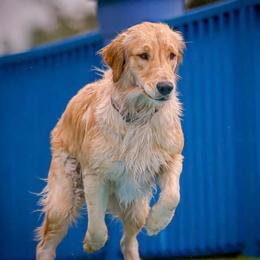 Pepper - Golden Retriever
