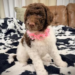 Heart - Chocolate female Goldendoodle puppy in Ponchatoula, Louisiana from Real Life Furrytales