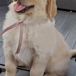 Golden Retriever Puppies from Haven Acre Goldens
