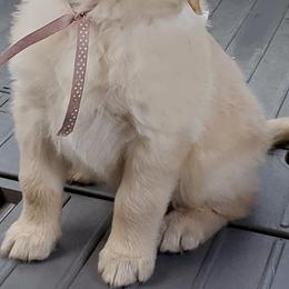 Golden Retriever Puppies from Haven Acre Goldens