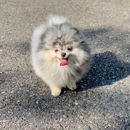 Titan - Blue merle male Pomeranian puppy in Hot Springs, Arkansas from Pomeranian Empire