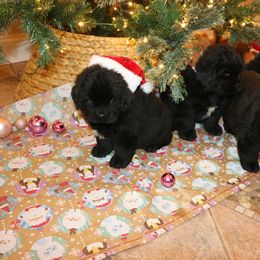 Girl 1 - Black female Newfoundland puppy in Ellendale Forge, Pennsylvania from Opening Heavens Doors Newfoundlands