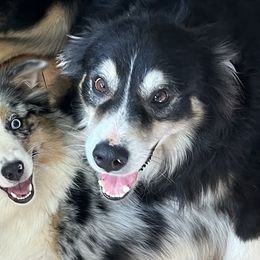 Australian Shepherds from Young Aussies