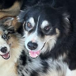 Australian Shepherds from Young Aussies