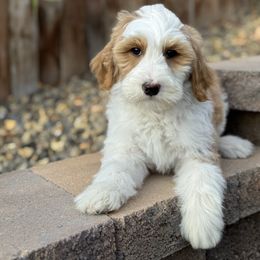 Henry - Red  male Goldendoodle puppy in Twin Falls, Idaho from Magic Valley Family Doodles