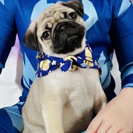 Pug Puppies from Lindsay’s Cenla Pugs!