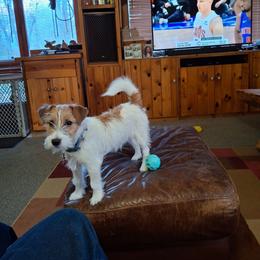 Boardman valley lucky - White and tan male Russell Terrier puppy in Traverse City, Michigan from Boardman valley kennels