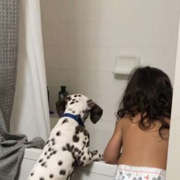 Dalmatian Puppies from Sublime Dalmatians