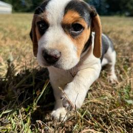 AKC Lark - Black tan and white female Beagle puppy in Rogersville, Missouri from Hales Little Beagle Haven