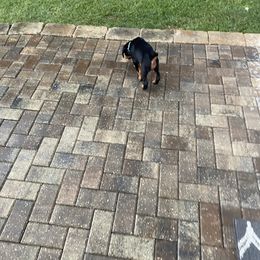 Doberman Pinscher Puppies from TeatreeDoberman