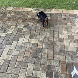 Doberman Pinscher Puppies from TeatreeDoberman