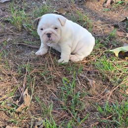 Ramah - Red and white female Bulldog puppy in Lafayette, Georgia from Storytime Mastiffs & Bulldogs