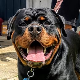 T-Boy - Rottweiler