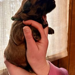 Boy 1 - Wheaten male Soft Coated Wheaten Terrier puppy in Fowler, Ohio from Warzalas wheatens