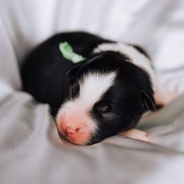Australian Shepherd Puppies from Salty LeBlanc Aussies