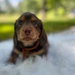Luke - Chocolate and tan male Dachshund puppy in Colbert, Georgia from Southern Drawl Dachshunds