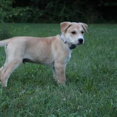 Carolina Dog Puppies from Williams Sweet Carolina