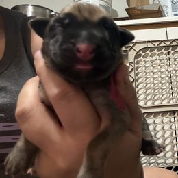 Bernadette - Pink Collar - Fawn female Mastiff puppy in Layton, Utah from 2A Mastifs