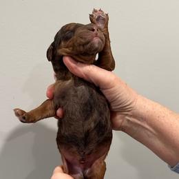 Duke - Phantom male Poodle puppy in St. Johnsbury, Vermont from Poodles of the Northern Woods
