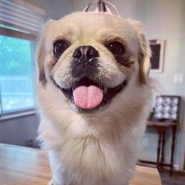 Ramsay (Fluffy Pug) - Pug