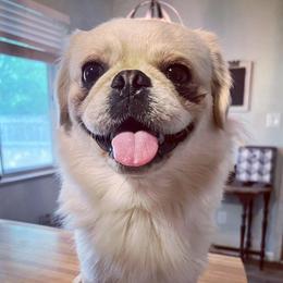 Ramsay (Fluffy Pug) - Pug