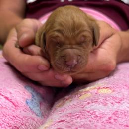Red collar - Dark golden female Golden Retriever puppy in Monroe, Tennessee from Golden Girls Furever Friends