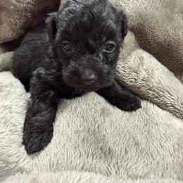 Eclair - Black female Schnoodle puppy in Creston, Ohio from Royal Crown Keeper LTD
