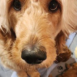 Goldendoodles from Doodles are Sunshine