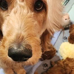 Goldendoodles from Doodles are Sunshine