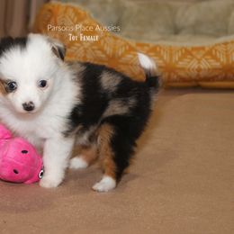Miniature Australian Shepherd Puppies from Parsons Place Aussies