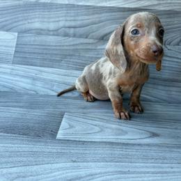 Dachshund puppies from White Oak Kennels