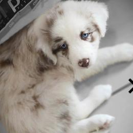 Australian Shepherd Puppies from Out of the Blue Aussies